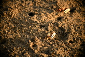 Enlarge photo 199