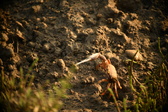 Enlarge photo 202