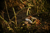Enlarge photo 212