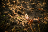 Enlarge photo 215