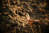 Enlarge photo 216