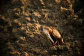 Enlarge photo 217