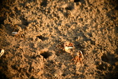 Enlarge photo 219