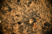 Enlarge photo 220