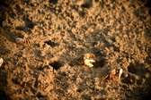 Enlarge photo 222