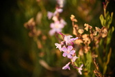 Enlarge photo 229
