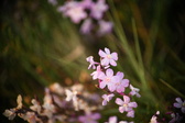 Enlarge photo 231