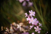 Enlarge photo 232