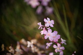 Enlarge photo 233