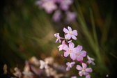 Enlarge photo 234