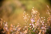Enlarge photo 236