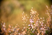 Enlarge photo 238