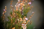 Enlarge photo 239