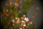 Enlarge photo 243