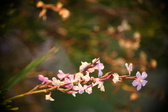 Enlarge photo 244