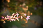 Enlarge photo 246