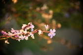 Enlarge photo 247