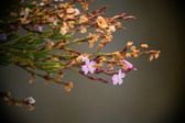 Enlarge photo 249