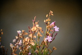 Enlarge photo 250