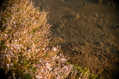 Enlarge photo 257