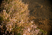Enlarge photo 258