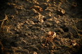Enlarge photo 259