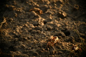 Enlarge photo 260