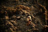Enlarge photo 241