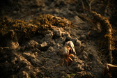 Enlarge photo 242