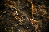 Enlarge photo 264