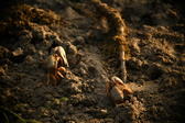 Enlarge photo 265