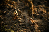 Enlarge photo 266