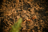 Enlarge photo 267
