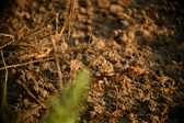 Enlarge photo 268