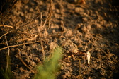 Enlarge photo 269