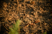 Enlarge photo 270