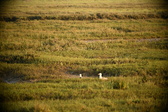 Enlarge photo 271