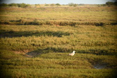 Enlarge photo 272