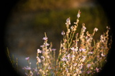 Enlarge photo 274