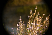Enlarge photo 277