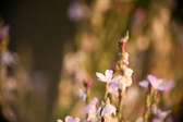Enlarge photo 276