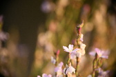 Enlarge photo 278