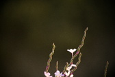 Enlarge photo 279