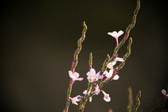 Enlarge photo 280