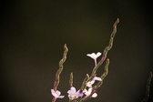 Enlarge photo 281