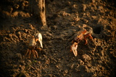 Enlarge photo 288