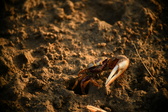 Enlarge photo 290