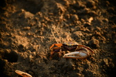 Enlarge photo 291