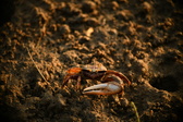 Enlarge photo 292