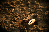 Enlarge photo 294